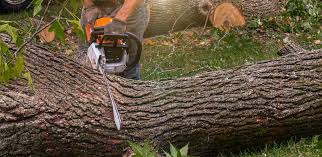 Trusted Avra Valley, AZ  Tree Services Experts